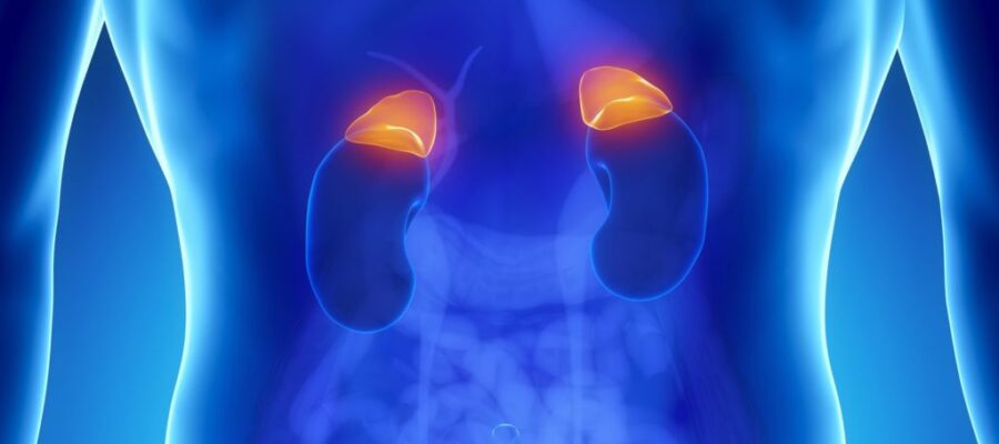 副腎疲労とは？病院での検査、症状、治療方法